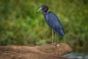 081 Tarcoles, kleine blauwe reiger